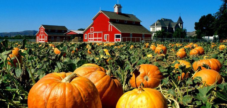 How’s Your Pumpkin Patch?